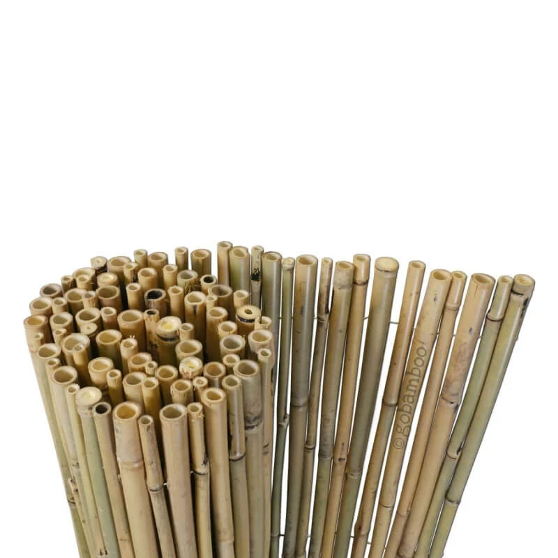Bambusrolle Tonkin